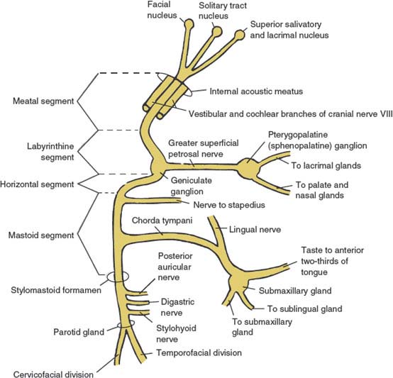 facial nerve palsy pathway