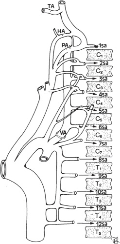 Vascular Anatomy of the Spine and Spinal Cord | Neupsy Key