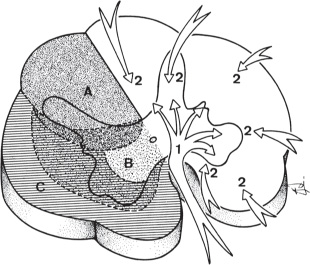 Vascular Anatomy of the Spine and Spinal Cord | Neupsy Key