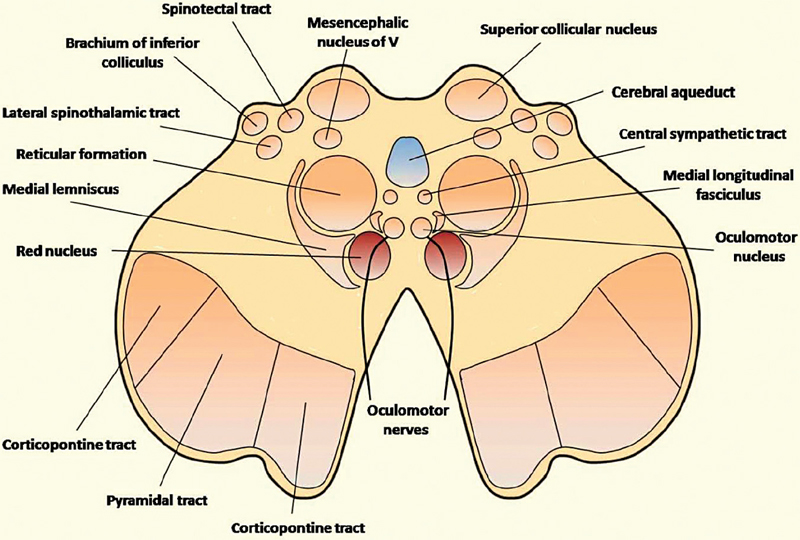 Inferior View Of Cranial Base Neuroanatomy The Neuros 3690