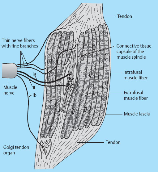 Applied Neurophysiology | Neupsy Key