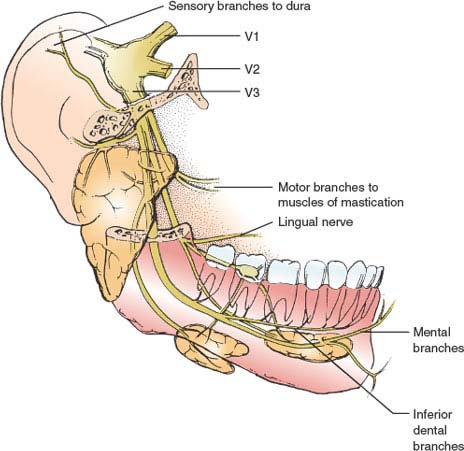 Trigeminal nerve (CN V): Anatomy, function and branches