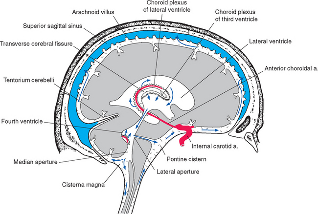 Ventricles And Cerebrospinal Fluid Neupsy Key 4437