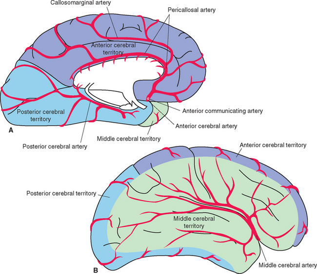 Transcallosal And Pericallosal Courses Of The Anterior Cerebral Artery Transcallosal And Pericallosal Courses Of The Anterior Cerebral Artery