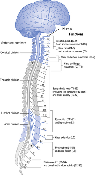 Spinal cord injury | Neupsy Key