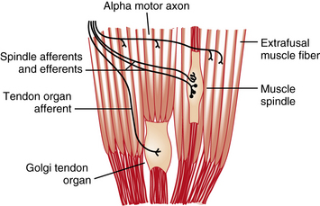 golgi tendon organ and muscle spindle