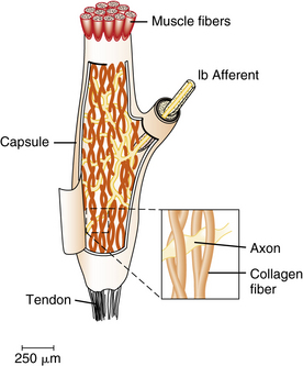 muscle spindle and golgi tendon organ