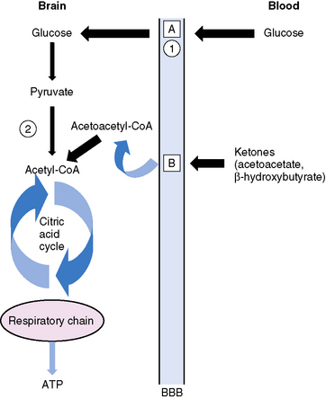 The Ketogenic Diet | Neupsy Key