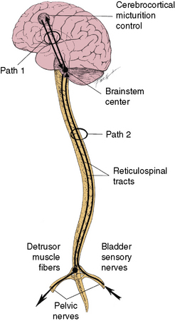 Disorders of Micturition and Defecation | Neupsy Key