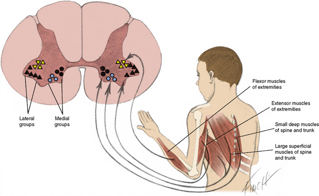 Anterior Horn Cell and Cranial Motor Neuron Disease | Neupsy Key