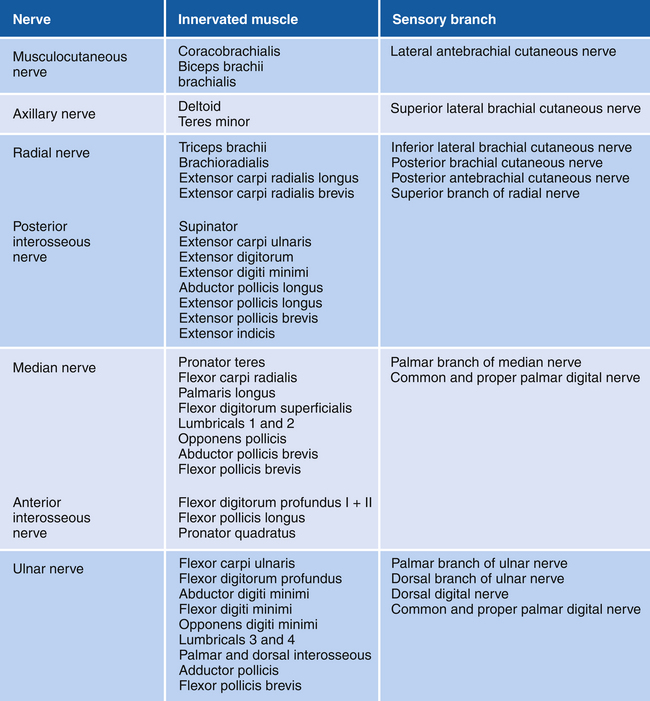 Anatomy and Function in the Upper Extremity | Neupsy Key