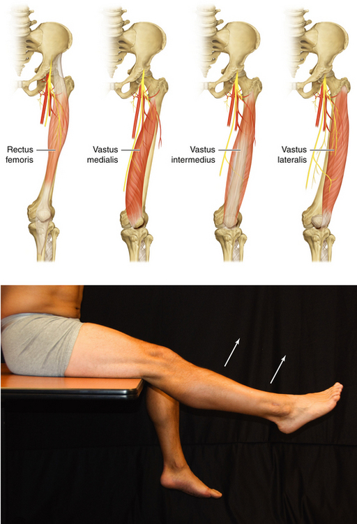 Anatomy And Function In The Lower Extremity Neupsy Key 2498