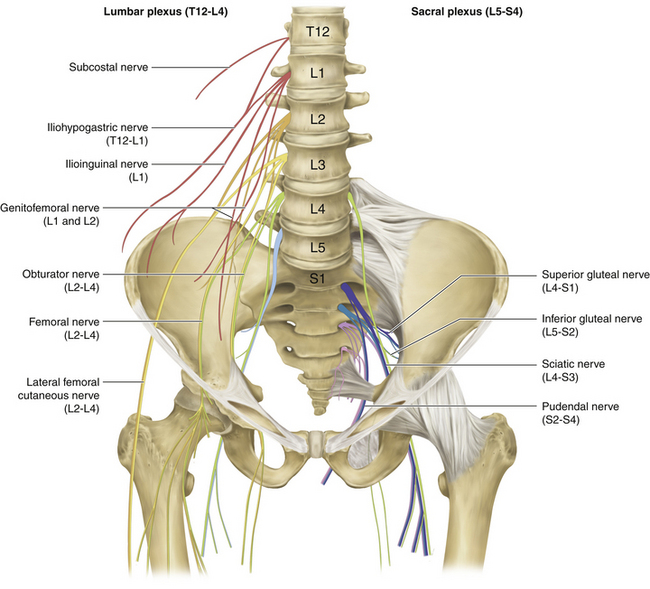 Sciatic Nerve Neupsy Key 9378