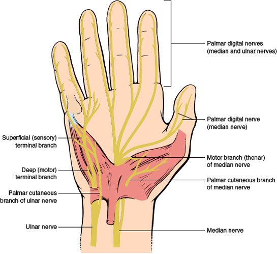 Common Sensory Nerve Hand Hand Nerve Anatomy PUFJY Common Sensory Nerve Hand Hand Nerve Anatomy PUFJY