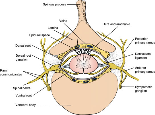 dorsal and ventral spinal cord