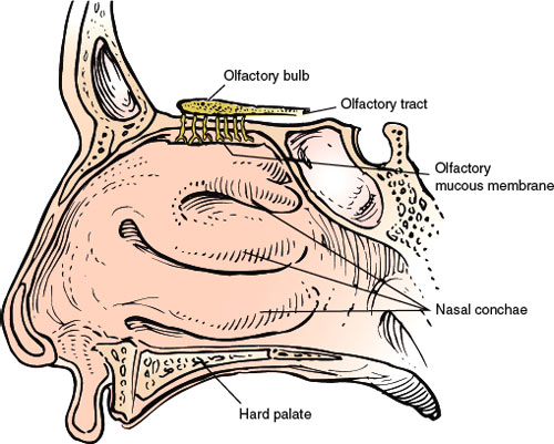 Cranial Nerve I (The Olfactory Nerve) | Neupsy Key