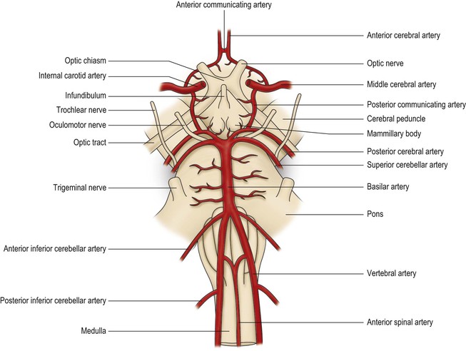 Vasculature of the central nervous system | Neupsy Key