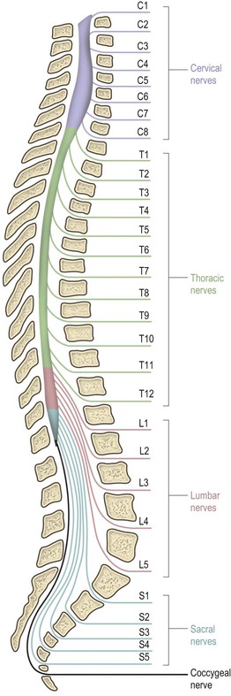 Spinal cord | Neupsy Key