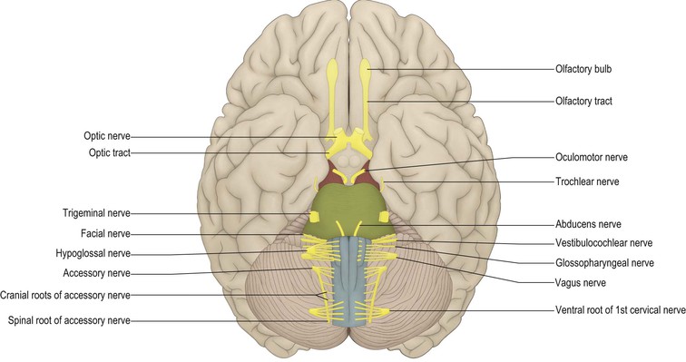 ventral brain cranial nerves