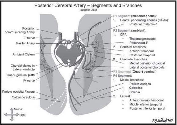 Posterior Cerebral Artery Branches