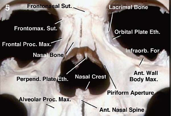 posterior nasal aperture