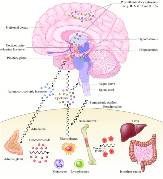 Inflammation In The Pathogenesis Of Depression Neupsy Key Inflammation In The Pathogenesis Of Depression Neupsy Key