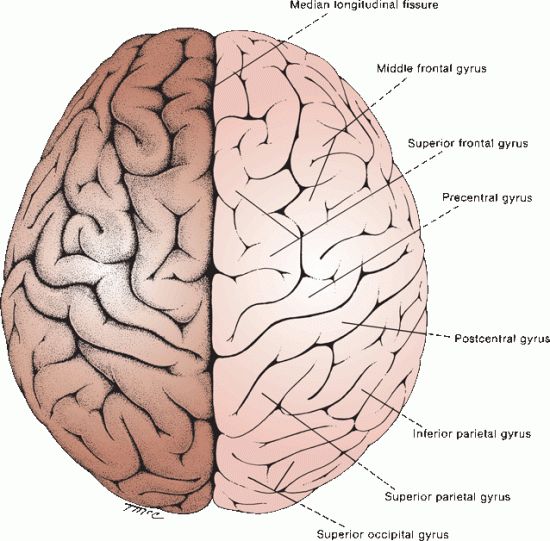 Gross And Microscopic Anatomy Of The Cerebral Hemispheres Neupsy Key 8830