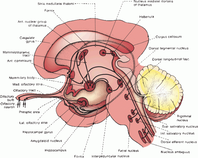 the-olfactory-nerve-neupsy-key