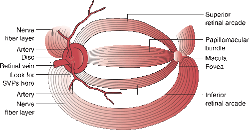 nerve fiber layer of retina