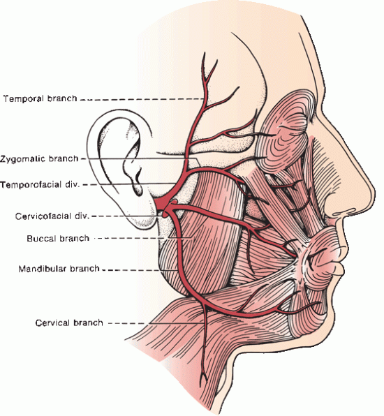 The distribution of the mandibular nerve and its branches in the