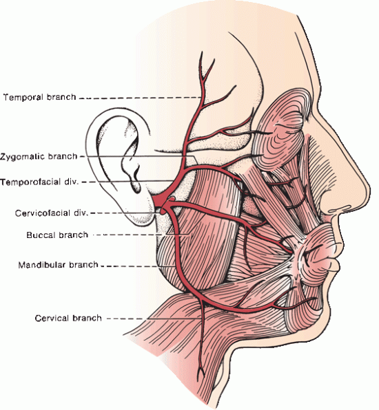 facial nerve distribution