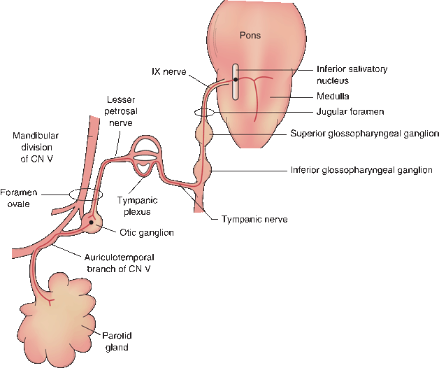 gag reflex nerve