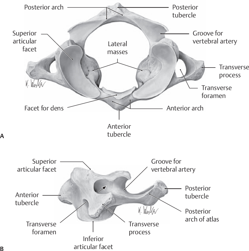 Craniovertebral Junction | Neupsy Key