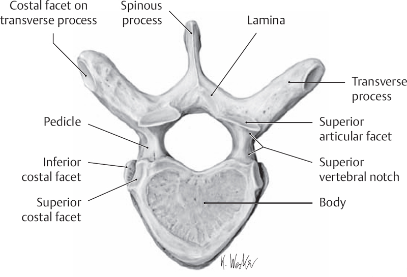Thoracic Spine | Neupsy Key