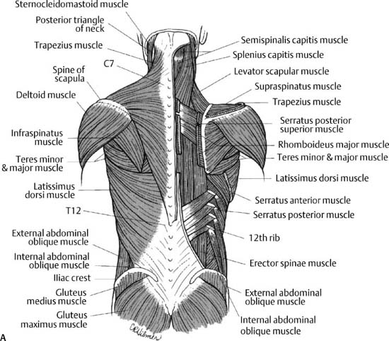 Anatomy and Surgical Approaches | Neupsy Key