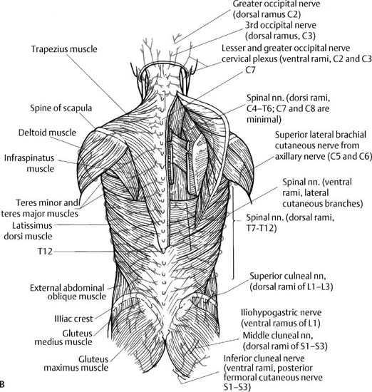 Anatomy and Surgical Approaches | Neupsy Key