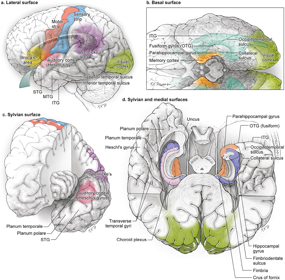 middle temporal sulcus