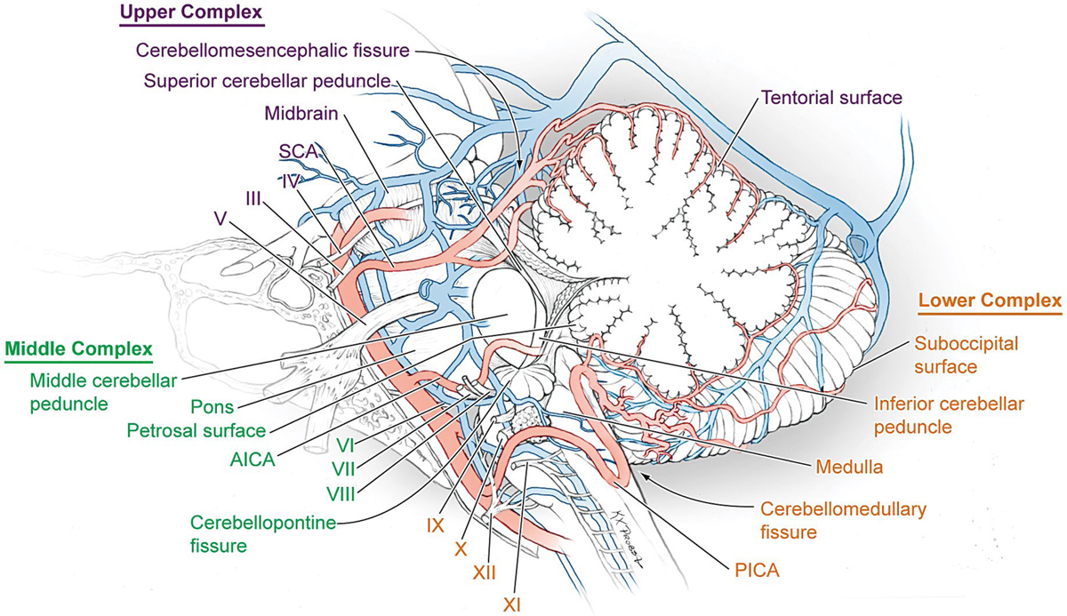 Segments Of The Posterior Inferior Cerebellar Artery - vrogue.co