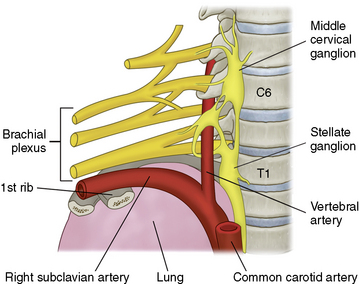 Thoracic Sympathetic Ganglion