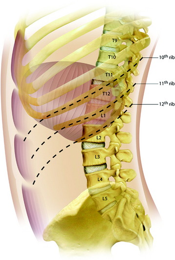 05 November - Thoracic Anatomy - 05 November 2019 APPH 3753 Thoracic Anatomy  o Transthoracic plane – - Studocu