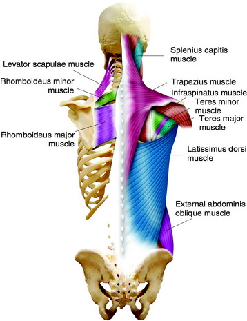 Posterior and Posterolateral Access to the Thoracic Spine ...