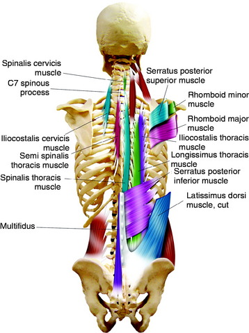 Spinalis Thoracis Muscle Spinalis Thoracis Muscle