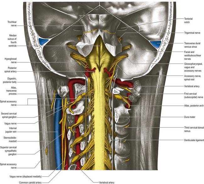 Spinal Cord and Nerve Roots | Neupsy Key