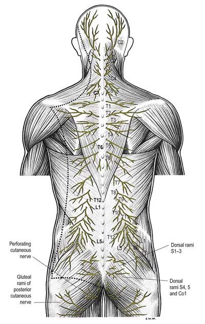 Spinal Cord And Nerve Roots Neupsy Key