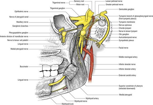 Branches of mandibular nerve to otic ganglion - e-Anatomy - IMAIOS