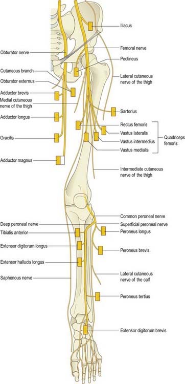 Leg Nerves 43