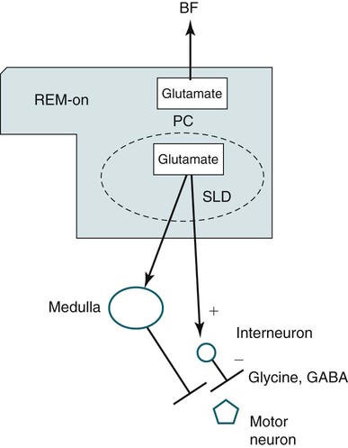 Neurobiology Of Sleep | Neupsy Key