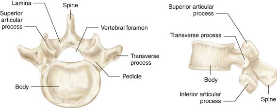 vertebrae 3 and 4