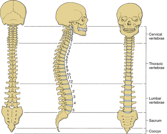 Sacrum Occipital Bone,Vertebral Artery New Horizon 45cm Human Spine Model Nerve Artery Mini Spinal Column Model W/Pelvis 1/2 of Normal Scale of an Adult Spine