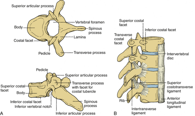 thoracic vertebrae vertebral arch